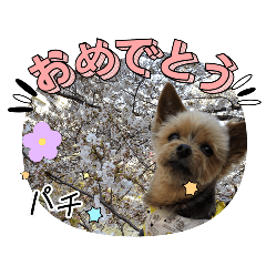 HINA_20250201221355