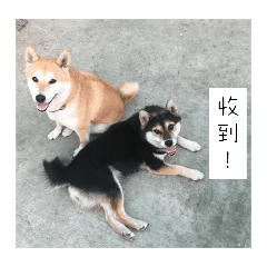 黑糖＆滷蛋