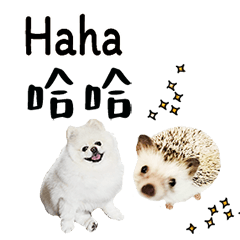 (Malaysian Chinese) Hedgehog Dog Daily