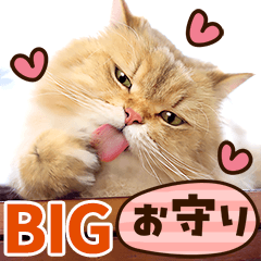 Adorable Cat Photo Stickers to Express