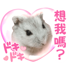 開心芝麻寶