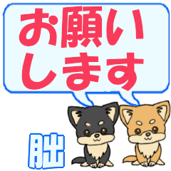 Mikaduki's letters Chihuahua2