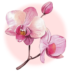 watercolor orchid daily