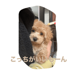 PUPU_20250202093749