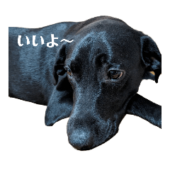 Labrador gaia