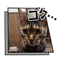 gomasio_20250202095425