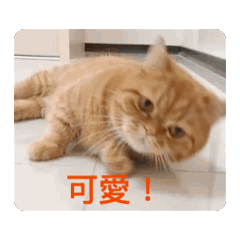 You Meow Meow
