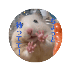 hamuhamu_20250203013909