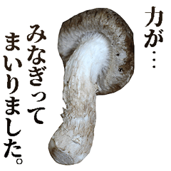 Honorific shiitake mushroom