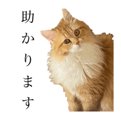kuro_20250202213555