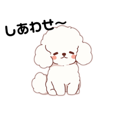 cute white toypoodles