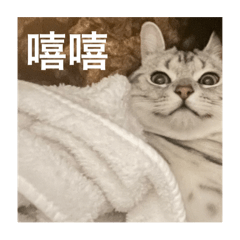 謝奧迪的日常對話ver.2