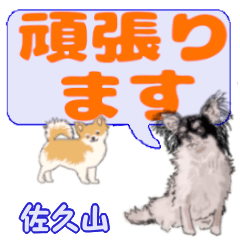Sakuyama's letters Chihuahua (2)