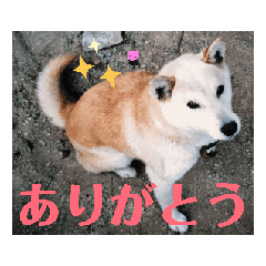 Cute daily Sticker of Shiba Inu "Mimi"