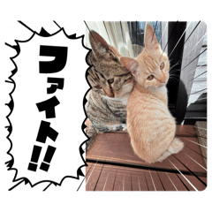 JAPANは