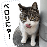 SURPRISE_No11