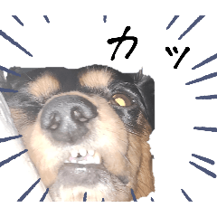 from my dog 2