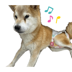 hi-hi-_20250202162228