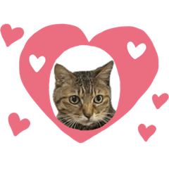 猫の三兄弟　マイク・チャッピー・ラッキー