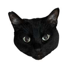 momono_pet.Lime