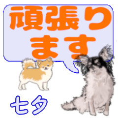 Tanabata's letters Chihuahua