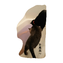 moko_20250202164453