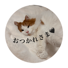 Moo_20250202184754