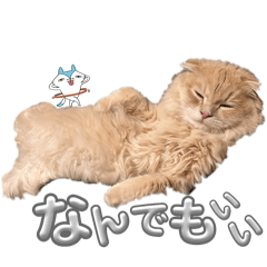 Muffy_20250202202118
