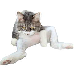 suyama_20250202192134