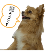 Sticker of ChaCha
