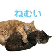potato_20250202213858
