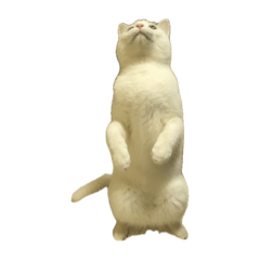 na_20250202222155