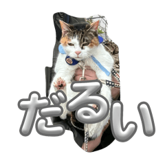 riko_20250203043932