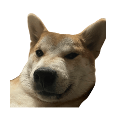 GOROdesuyo