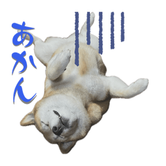 Shibaken HANA stamp