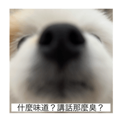 派の妞