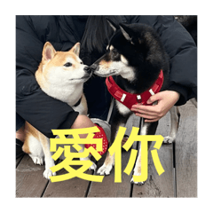 小黑和小黃