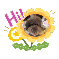 黑貴賓QQQ