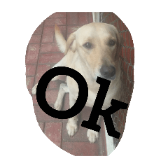 normally dog