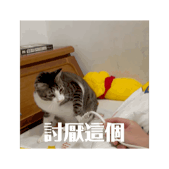 笨笨日常影片做成的貼圖，她會喜歡的