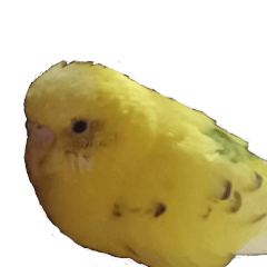 my budgerigar!!!!! vol2