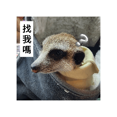 膜鬼貼手-狐獴店長