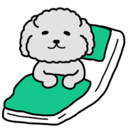 Black poodle of the pregnant woman