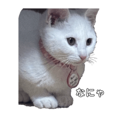 mao_20250203172006
