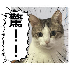 小糖糖喵