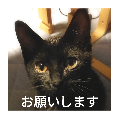 maaayan_20250203144405