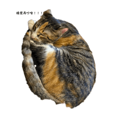都是我的貓
