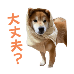 potato_20250203145955
