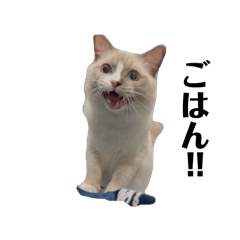 Saya_20250203150914