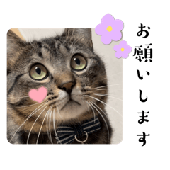 Kawaii Pikota